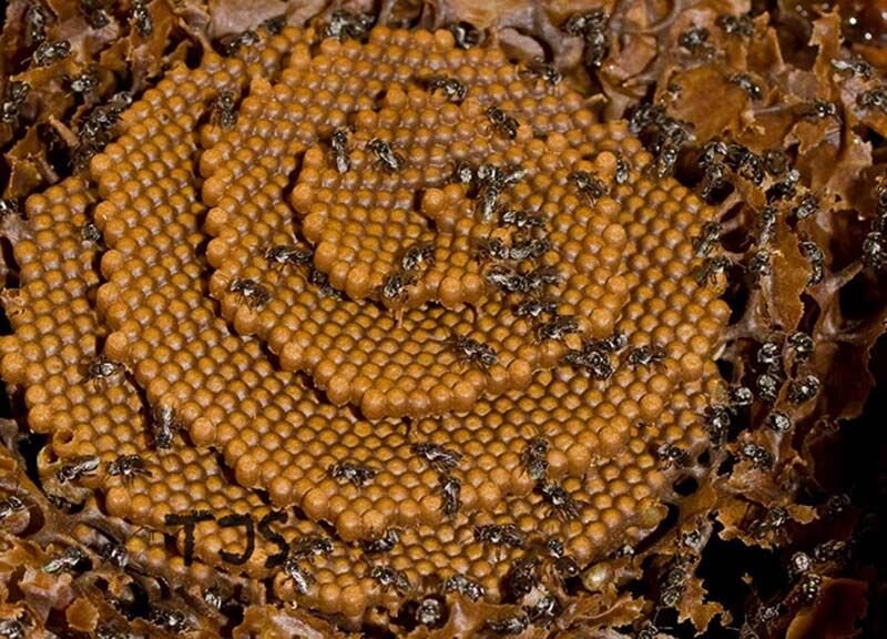 Пчел сахарным. Австралийские пчелы Tetragonula carbonaria. Необычный улей. Пчелы строят соты. Необычные пчелы.