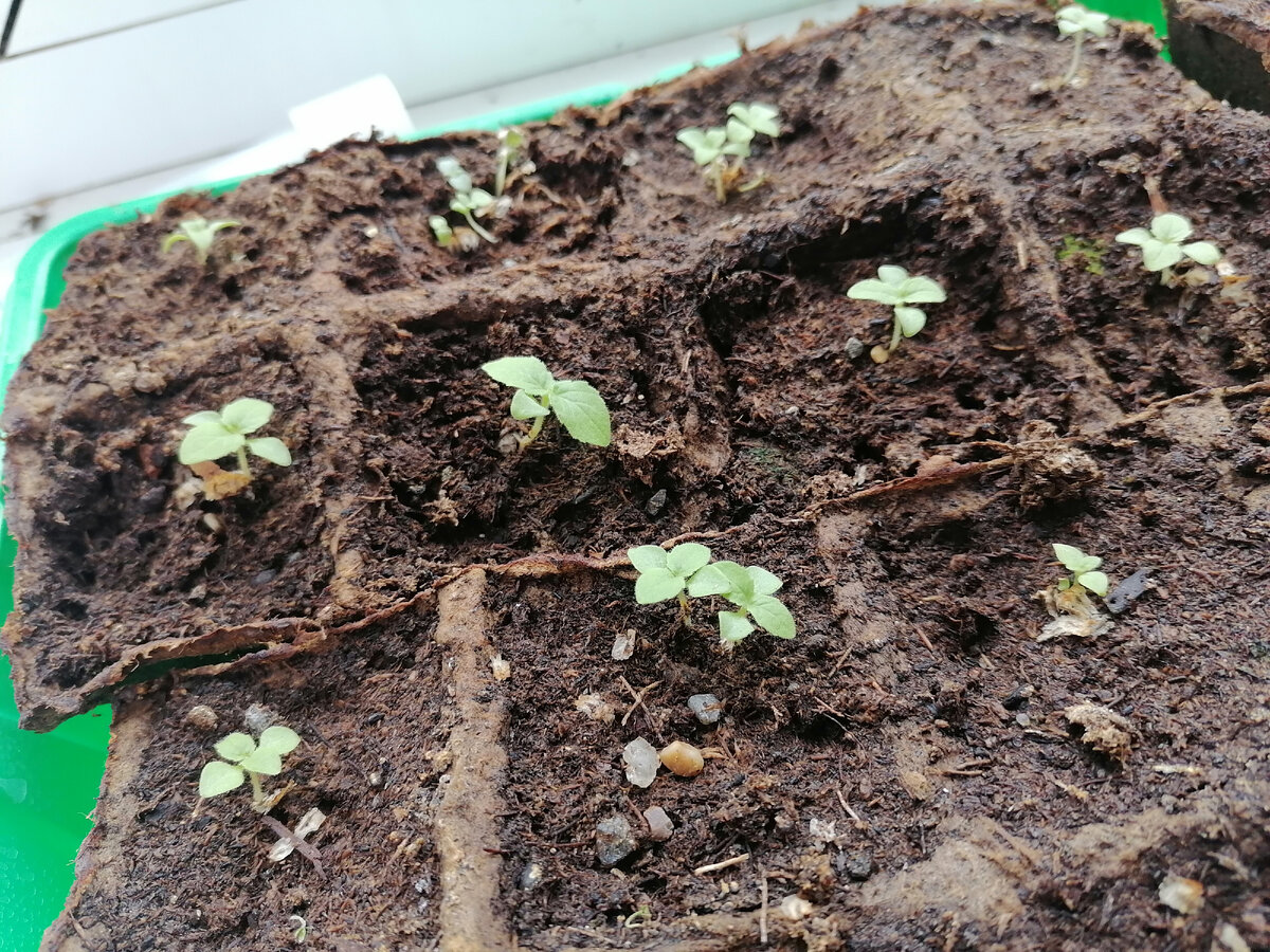 Оставил по 1-2 растения, с расчётом, что потом выберу более сильного