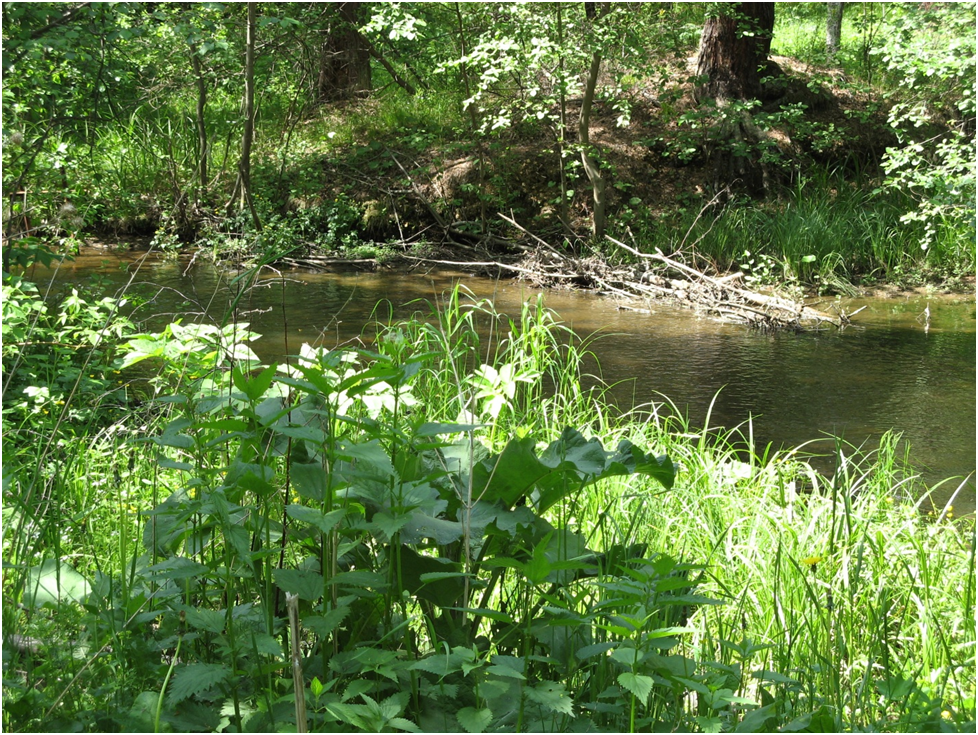 Брод... Фото автора.