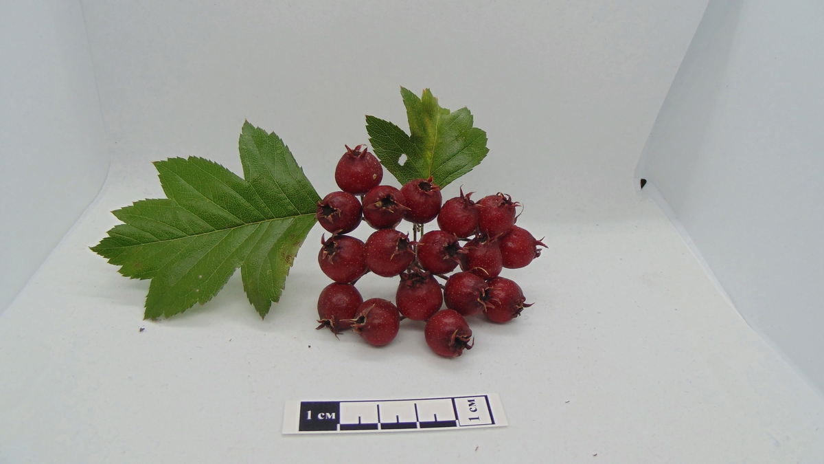 Обычный перистонадрезанный, совсем некультурный.