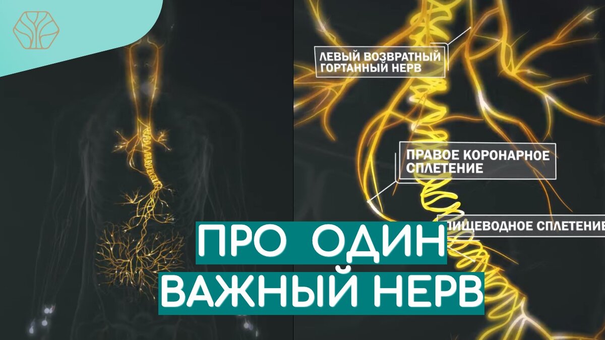Блуждающий нерв — это самый длинный и важный нерв в нашем организме, он начинается от основании головного мозга и по сути имеет такую очень серьезную разветвленную систему по всему организму и влияет практически на каждый наш внутренний орган.
