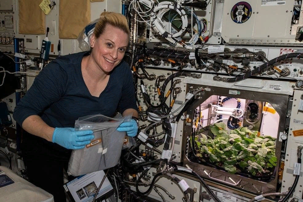Какие работы сейчас выполняют космонавты. Первый редис выращенный на МКС. Оранжерея Veggie МКС. Опыты с растениями на МКС (Международная Космическая станция). Астронавты на МКС.