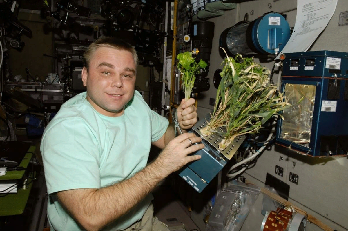 Какой овощ вырастили на космической станции. Оранжерея Veggie МКС. Оранжерея на МКС 2021. Эксперименты в космосе МКС.