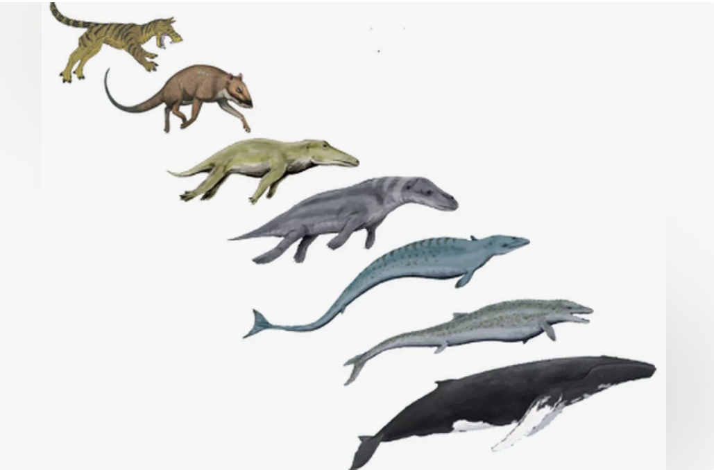 Кто-то эволюционировал из воды на сушу, а кто-то наоборот