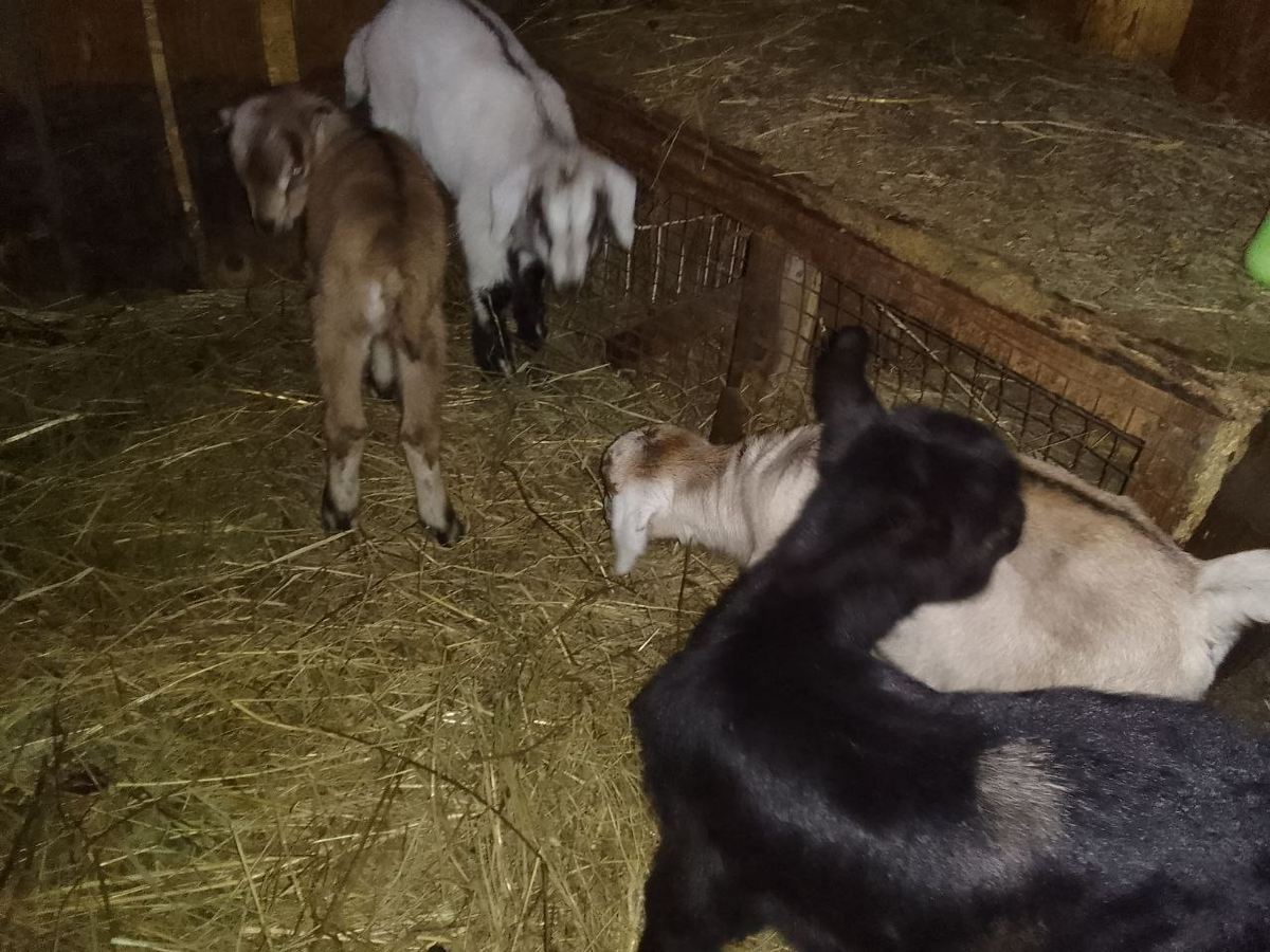 Как их пройти 9. Как их пройти 9. Как их пройти 9. Троллфейс квест: сериалы. Как пройти 12 уровень в райдере.