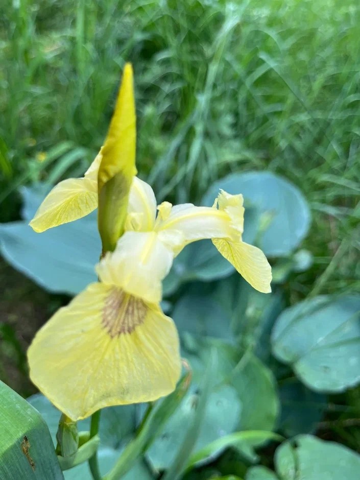 Он не желтый, а бледно-лимонный с характерным фиолетовым рисунком на лепестках