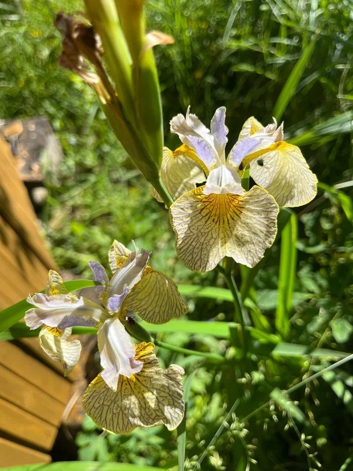 Выигрышно смотрится как в тени, так и на солнце. Моя любимая цветовая гамма