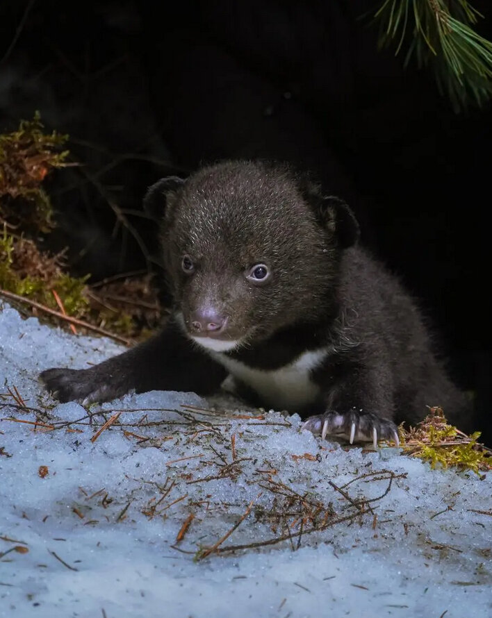    Медвежонок Лёша сыграл в картине "Я – медведь" вместе с сестрой Машей, которая дублировала его, пока он спал.Предоставлено "Инфинити контент"