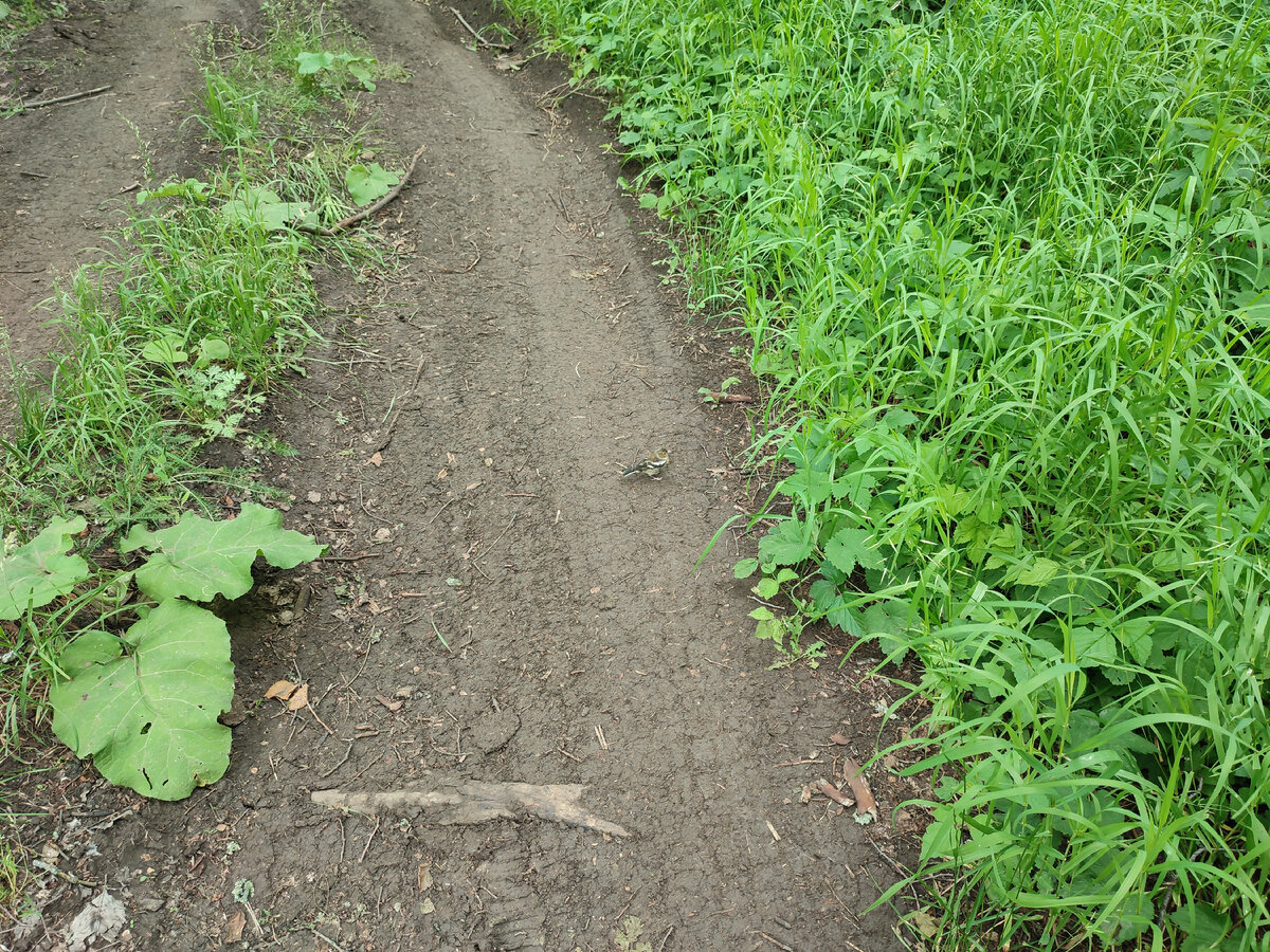 Не боится))) 