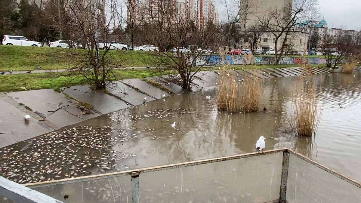 ейский лиман рыбалка. краснодарский край рыбки. рыбы азовского моря перечень. краснодарский край рыбки. рыба горных рек.