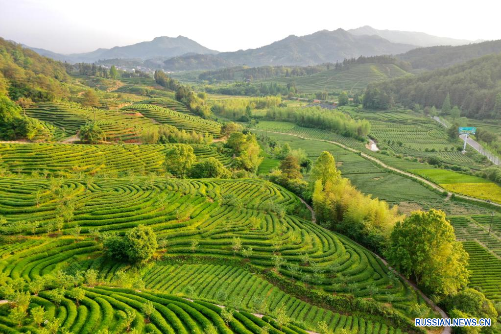 Чайные плантации в провинции Юньнань (Китай)