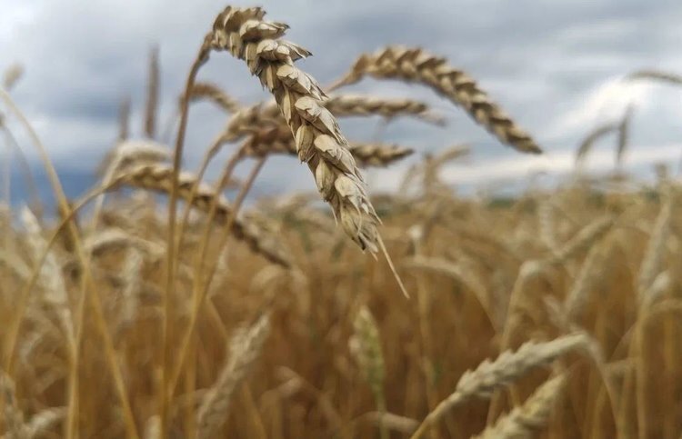    К концу января 2024 объем импорта пшеницы в ЕС увеличился 16 процентов к прошлому году