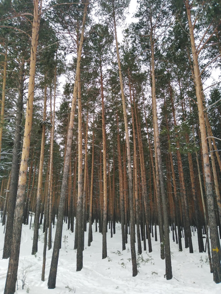 Февраль... | Гнездо бобра, моя попытка номер два | Дзен