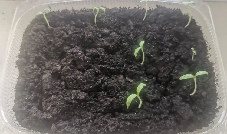    Что посеять в феврале на рассаду 2024