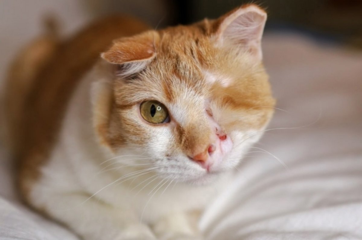    В Саратове ищут дом для оставшегося без глаза из-за детей кота Джо