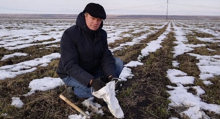    Озимый рапс в Андроповском районе Ставрополья в отличие от других культур не пережил зимовку
