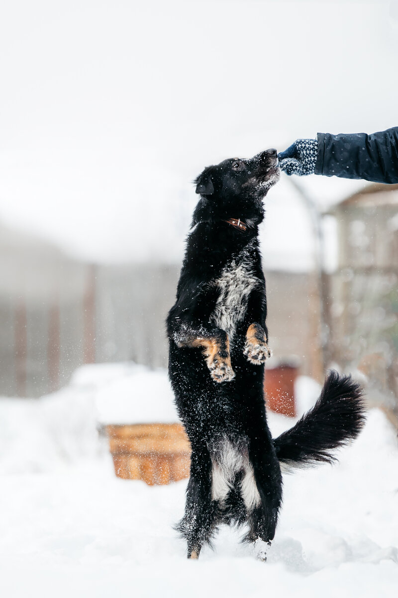 лаборатория в ветеринарной клинике. уши хвост селятино. ветеринарная клиника "ушихвост. зоомагазин в наро-фоминске. зоомагазин с хвостом.