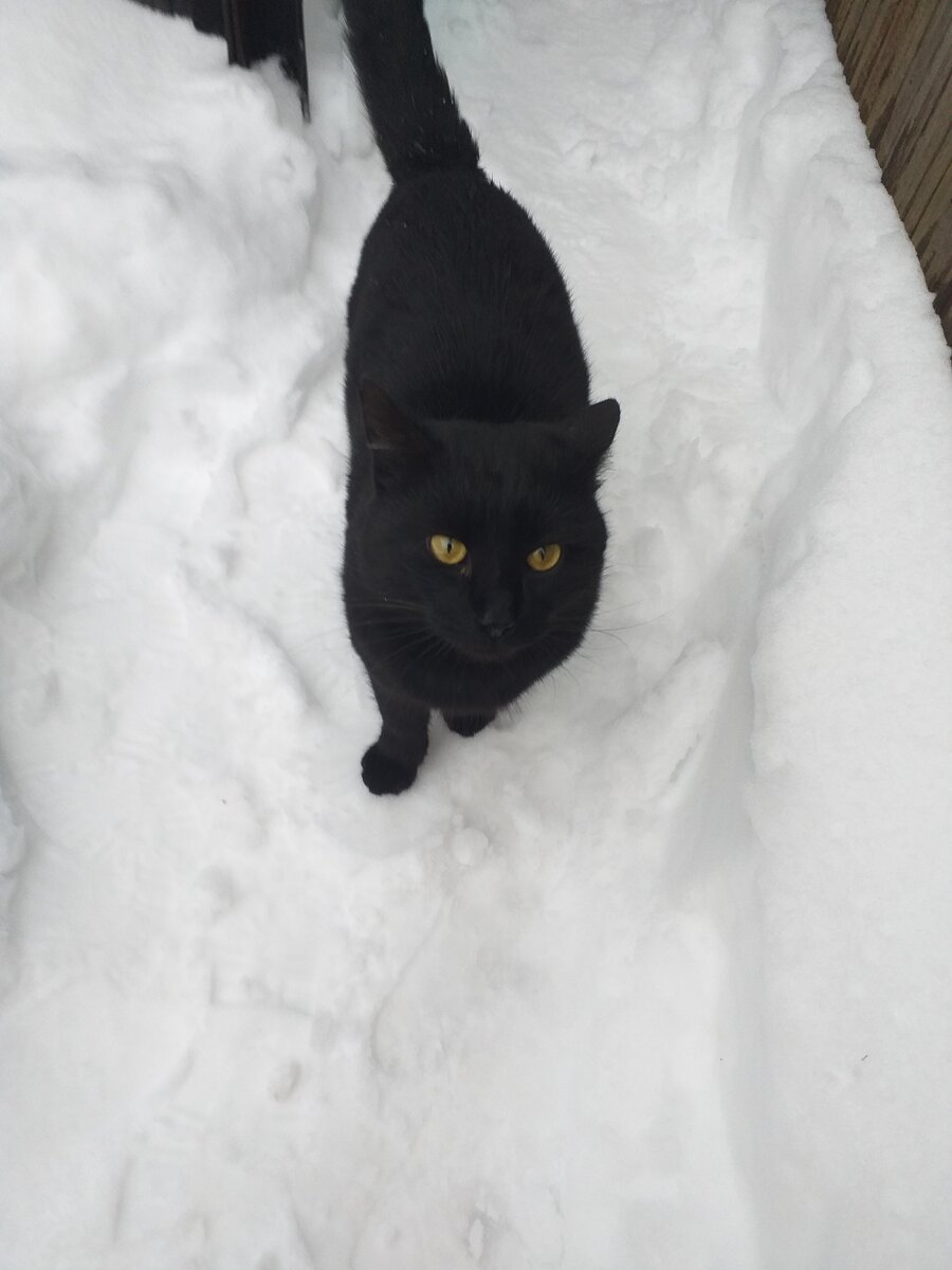 Подкармливая кошек на улице, я не выделяла этого кота как-то особенно.