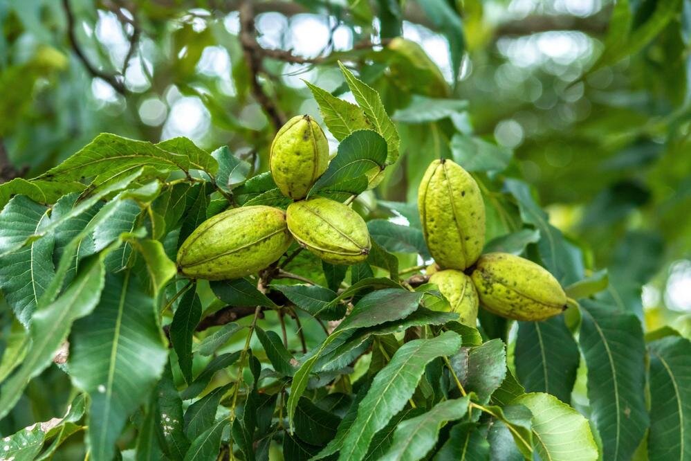 Shutterstock📷Деревья-пекан растут в основном в США (в Техасе, Небраске, Айове, Индиане)