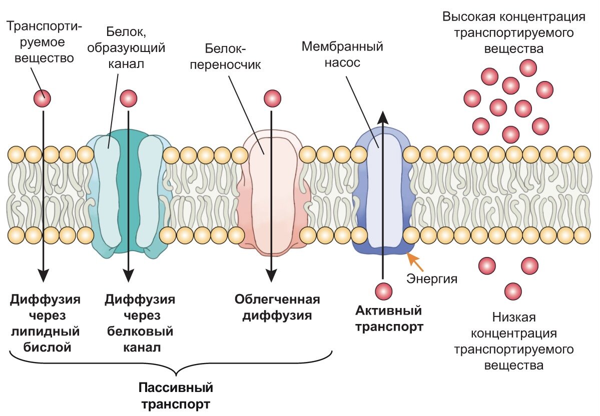 Объект клеточная мембрана процесс транспорт веществ. Поверхностный аппарат клетки биологическая мембрана. Мембраны клетки плазмалемма. Проницаемость цитоплазматической мембраны для ионов. Мембрана клетки транспорт веществ.