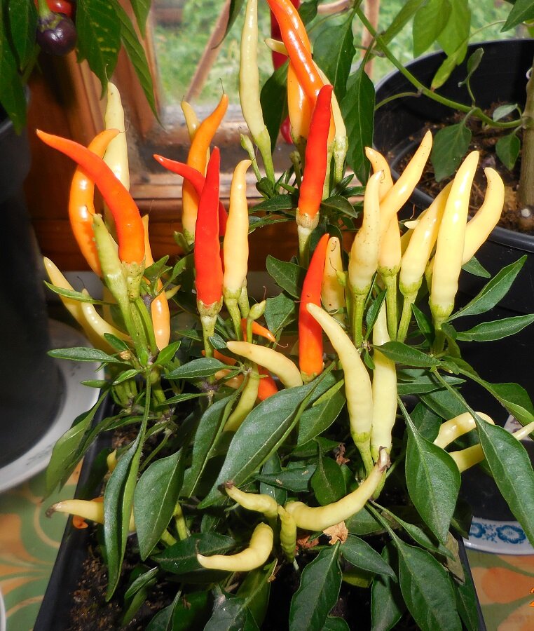 Комнатные цветы фото и названия нецветущие. Метафора это. Как по другому называется домашнее. Как по другому называется домашнее. Как по другому называется домашнее.