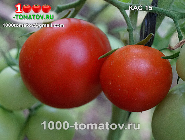 Сорт помидор кудяблик. Названия хороших сортов помидор. Томат дулька семена. Семена сибири ранние сорта томатов. Низкорослые сорта черри.