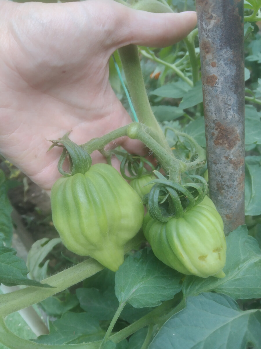 Первые, совсем молоденькие сердца (томат "Сердце Марты")