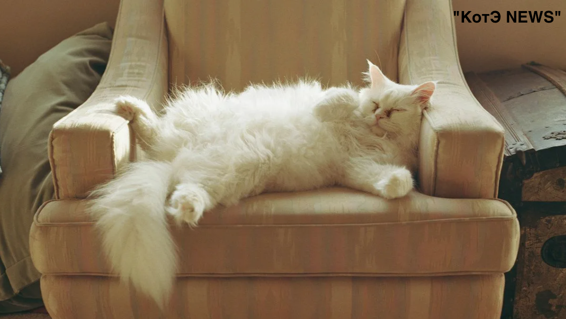 кот