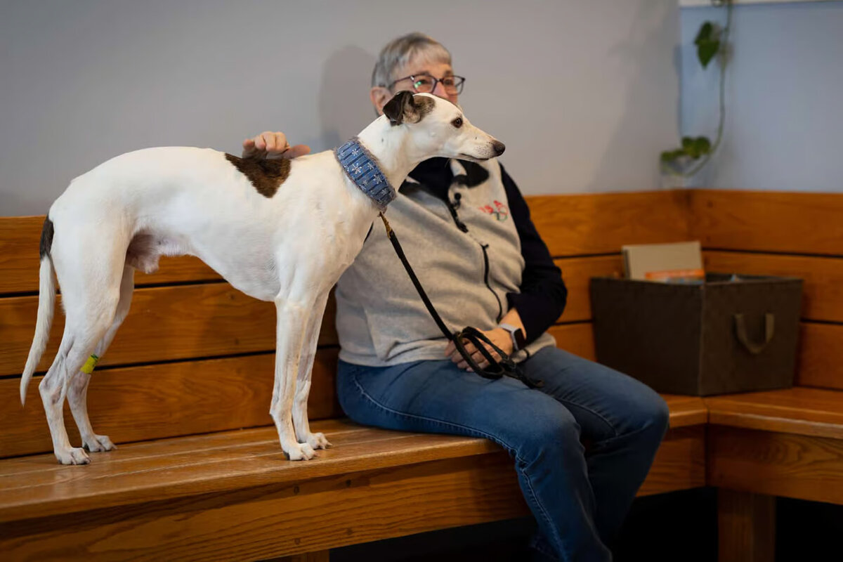 включи песню щенок. песенка про собачку. песни про собачку. стих рыжий маленький щенок. щенки группа музыкальная.