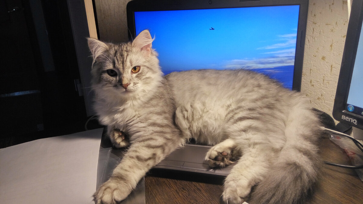 Как же без кота на клавиатуре?