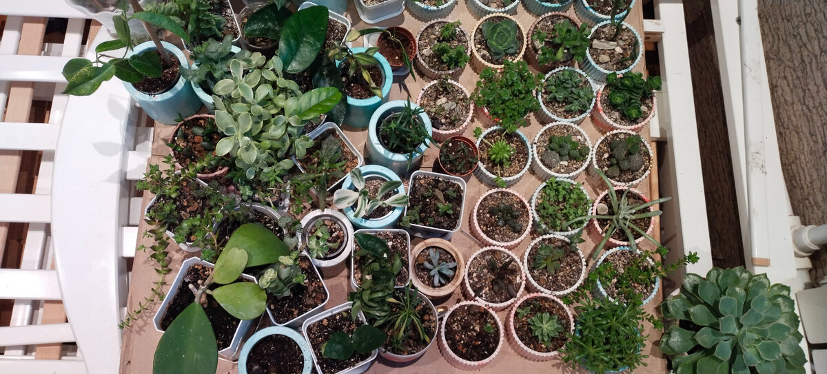 Суккуленты стоят на разобранной детской кроватке))