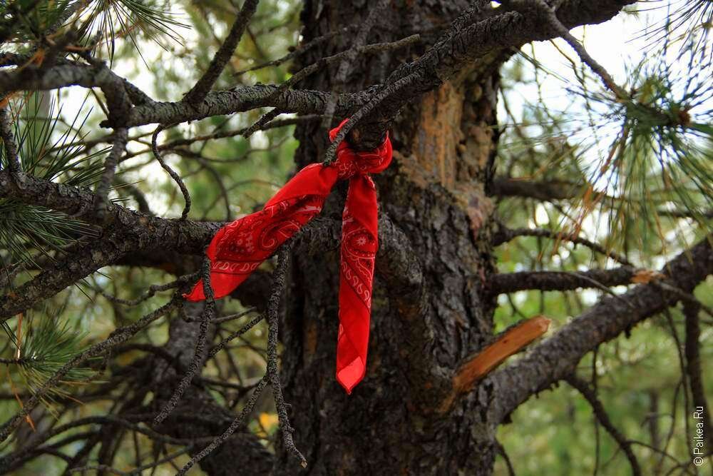Привязала платками. Дерево с ленточками. Красная ленточка на дереве. Ветка дерева с лентами. Ленты на деревьях в лесу.