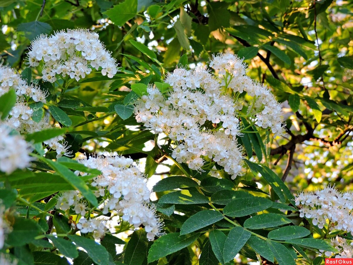 фото из интернета