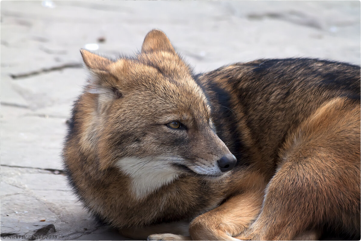 1. Шакал в Московском зоопарке © NickFW.ru - 17.11.2018г.