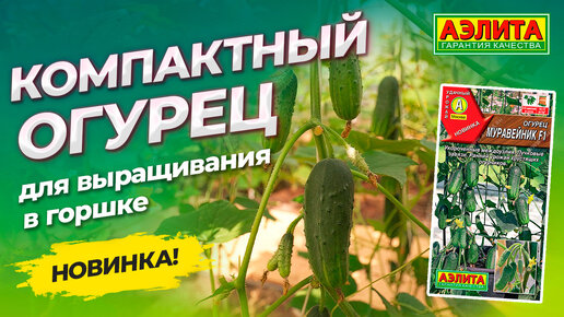 Огурец для выращивания в горшке! Новинка! Компактный гибрид МУРАВЕЙНИК F1