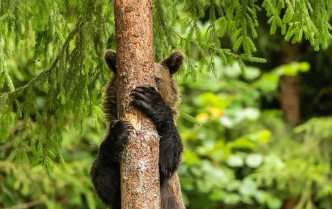 Мишка за деревом