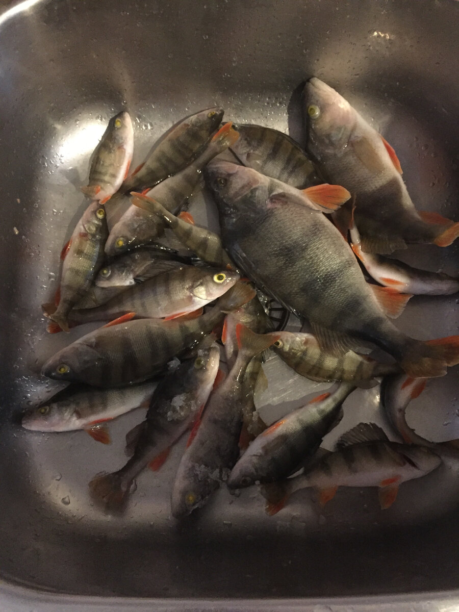 Зимний окунь 2024 года