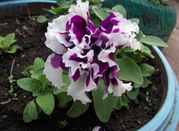 петуния грандифлора