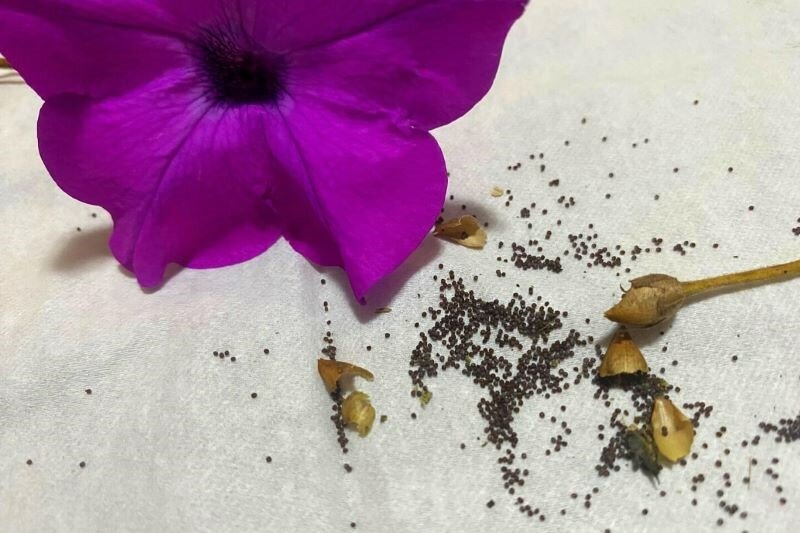 семена петунии