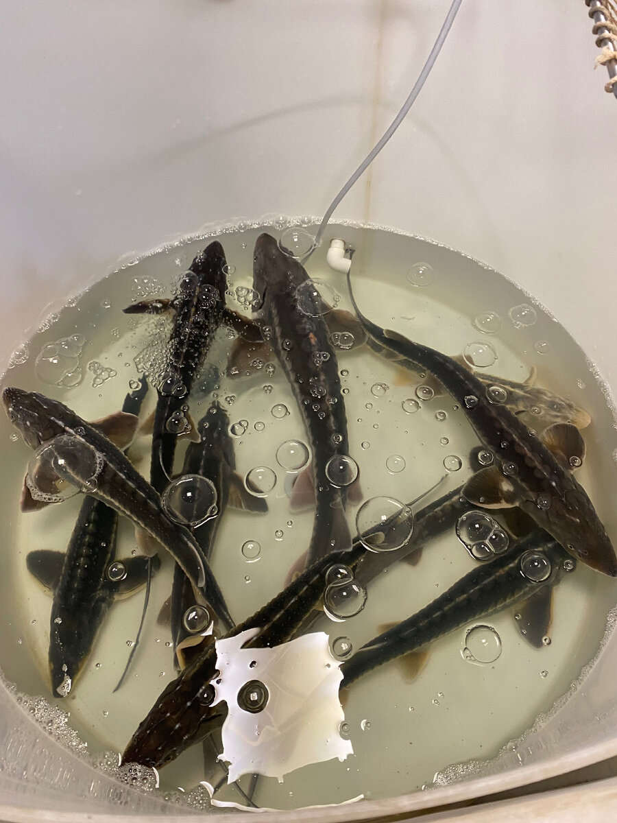 Серебрянская улица пушкино мфц. Мфц документы московский. Мфц пушкин московская область. 1-я серебрянская. Шилова мария александровна мфц.