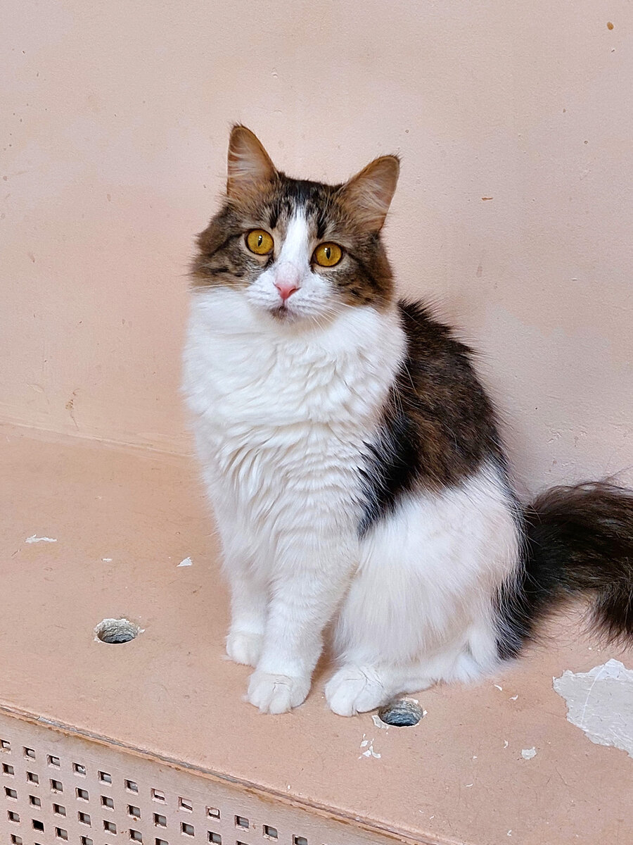 Кошачьи имена для девочек кошачьи имена для девочек. Кошка зовут девочка. Имена для кошек. Кошка белая. Имена для котов мальчиков редкие и красивые.