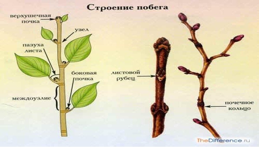 Морфология почки