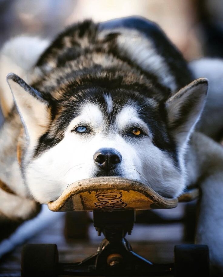 Есть легенда, что хаски бывают спокойными...