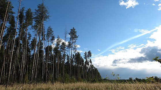 Кулеватово. Лес.