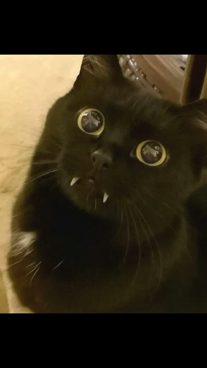 открытые источники : интернет