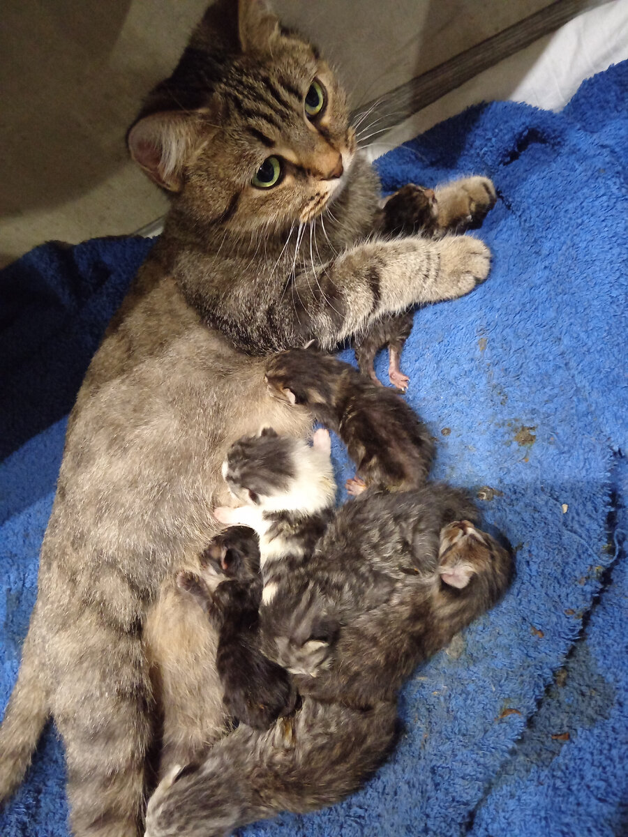 Не родила. Не знаю когда рожу. Не знаю когда рожу. Когда родишь картинки. Когда родишь приколы.