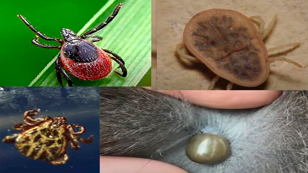 Клещи самцы и самки