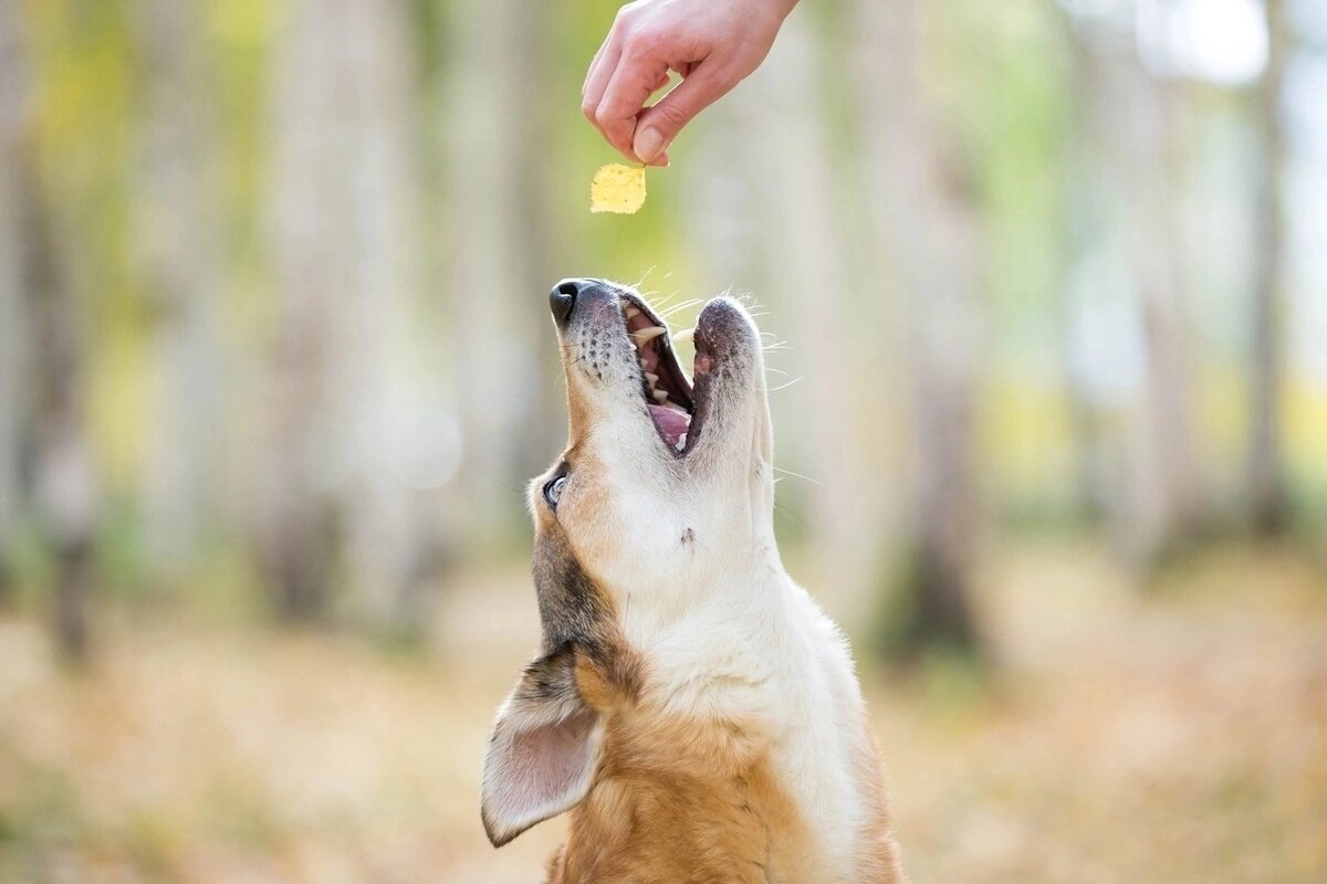 разбери слова по составу. разборс лов по сотсаву. оазбор слово по составу. разобрать слово по составу. разбор слово по саставу.