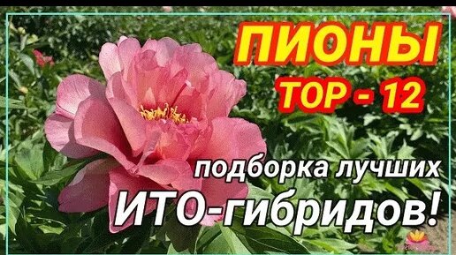 ТОП-12 ИТО-пионов / Сад Ворошиловой