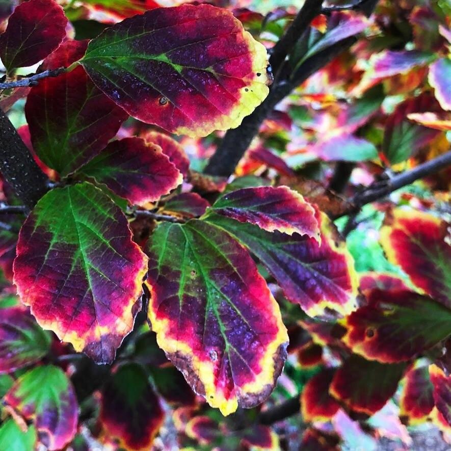 Фото с сайта ИМ Сады-эдема